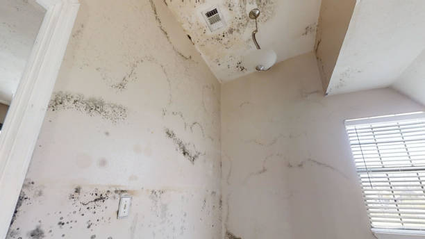 Trusted West Islip, NY Mold Inspection, Removal & Remediation Experts