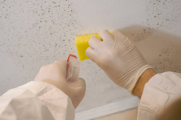 Mold Odor Removal Services in West Islip, NY